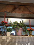 Candle holders and potted plants  - thumbnail 1 of 3