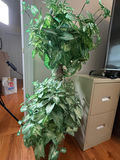 Artificial Potted Tree with Variegated Green Leaves - thumbnail 1 of 3