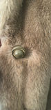 Grandella Sportowne Fur Coat - thumbnail 5 of 5
