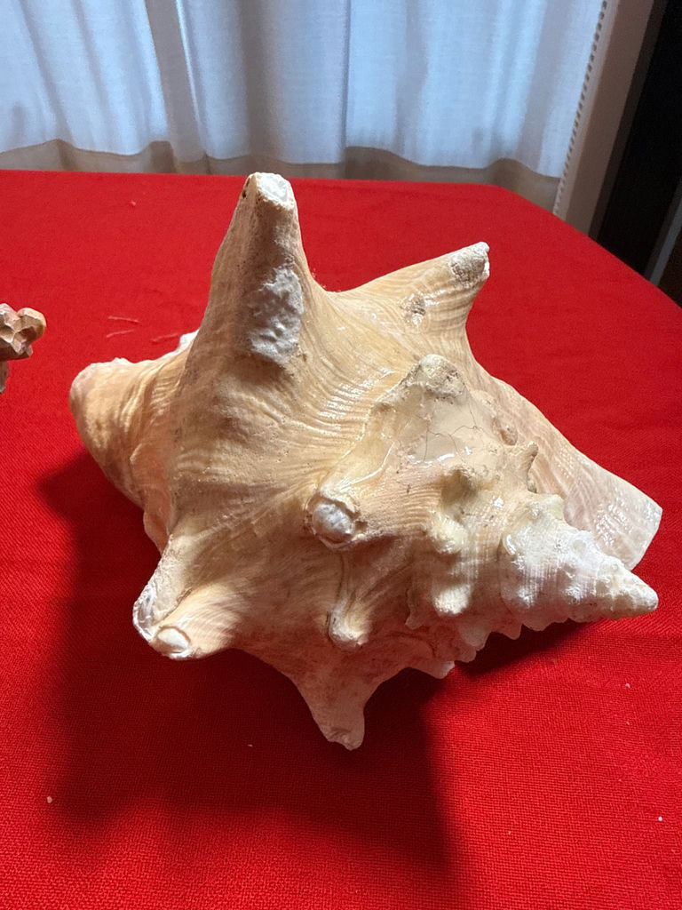 Painted lighthouse scene shell with natural conch shell - image 3 of 4