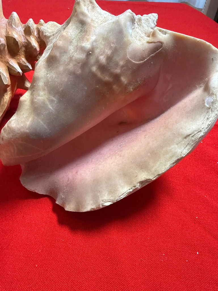 Painted lighthouse scene shell with natural conch shell - image 4 of 4