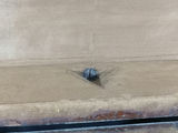 Antique Wood Boxes - thumbnail 10 of 22