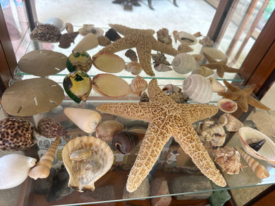 Assorted seashells and starfish collection - Image 1 of 2