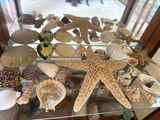 Assorted seashells and starfish collection - thumbnail 1 of 2