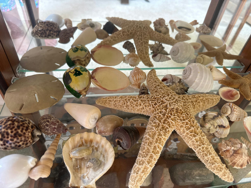 Assorted seashells and starfish collection - image 2 of 2