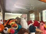 Beanie Babies and Plush Animal Collection in Cabinet - thumbnail 3 of 5