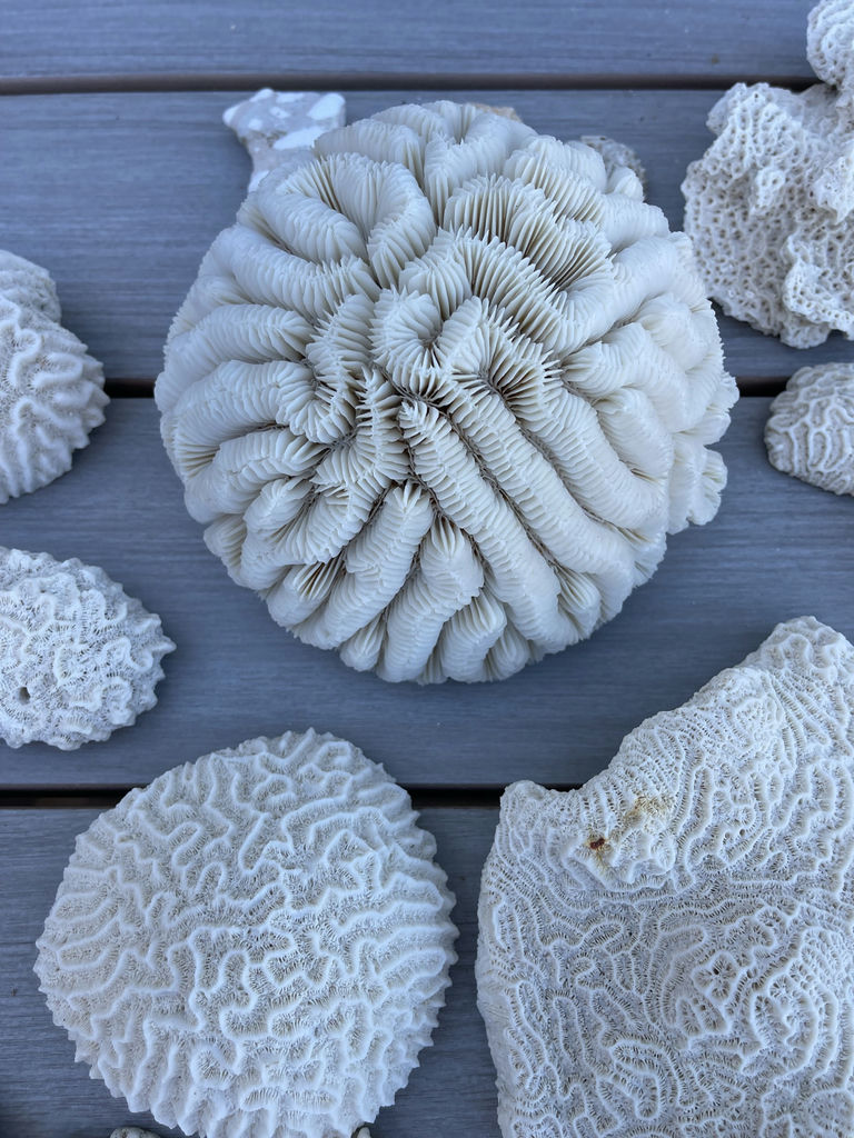 Coral And Shells - image 5 of 8
