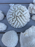 Coral And Shells - thumbnail 5 of 8