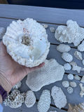 Coral And Shells - thumbnail 6 of 8