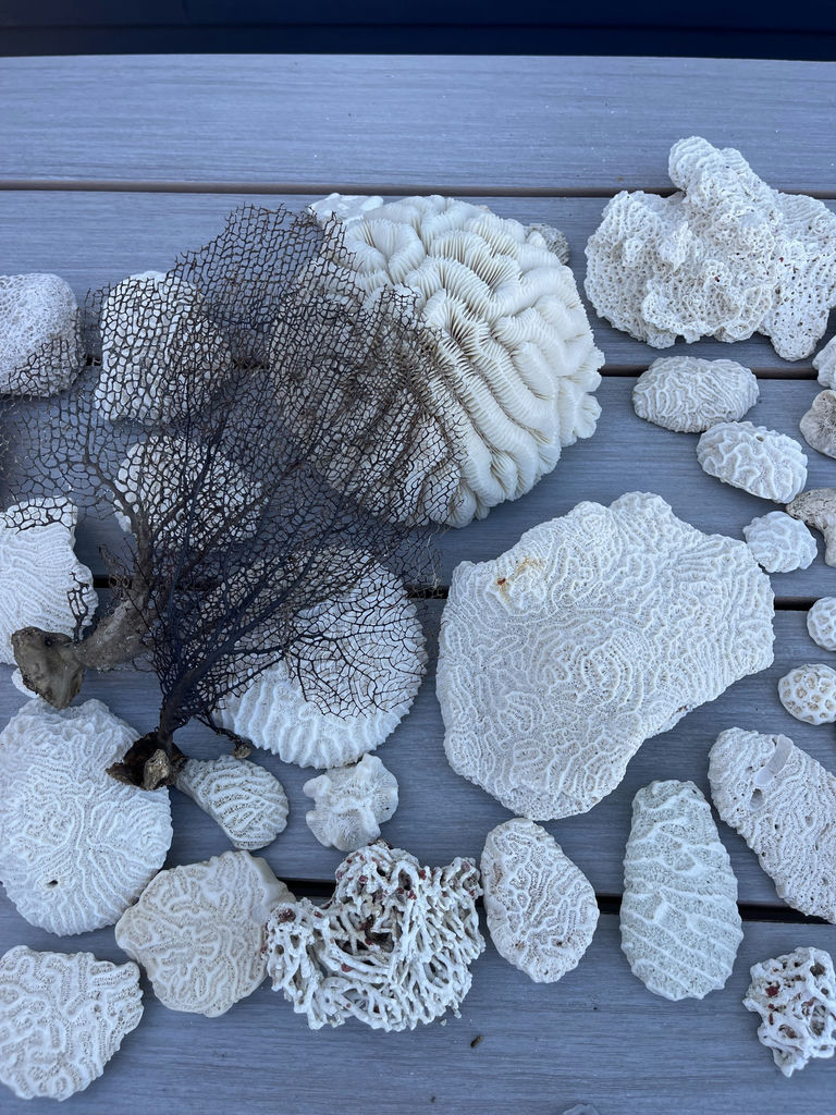 Coral And Shells - image 3 of 8