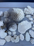 Coral And Shells - thumbnail 3 of 8