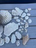 Coral And Shells - thumbnail 2 of 8