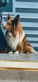 Daniel Plante 1991 Oil Painting “Gabriel & Riki” - thumbnail 7 of 13