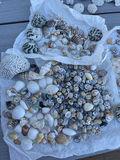 Little Shells - thumbnail 3 of 8