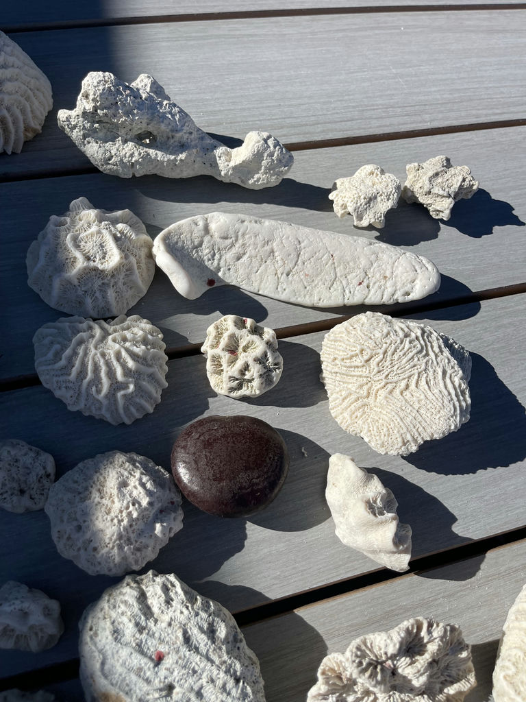 Coral And Shells - image 4 of 6