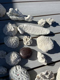 Coral And Shells - thumbnail 4 of 6