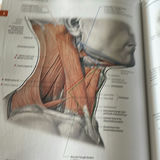 Atlas Of Human Anatomy - thumbnail 5 of 5