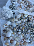 Little Shells - thumbnail 5 of 8