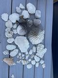 Coral And Shells - thumbnail 1 of 8