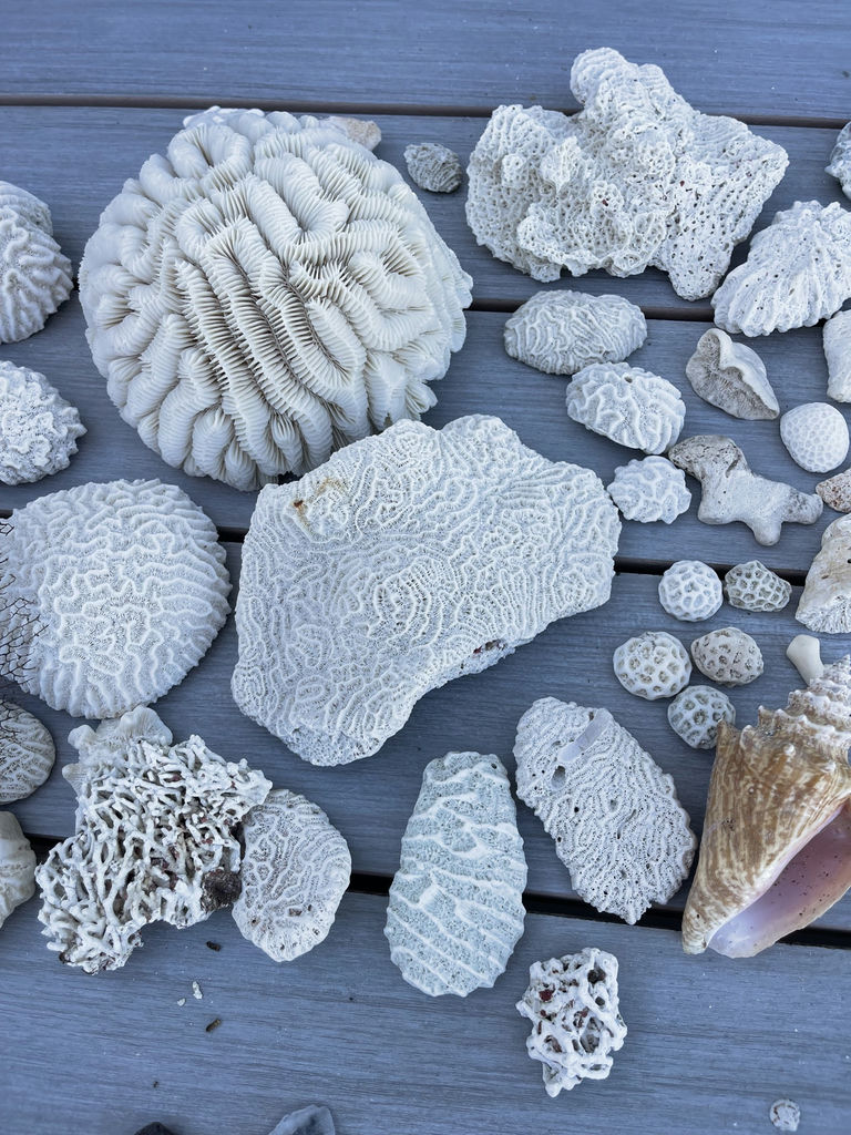 Coral And Shells - image 7 of 8
