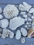 Coral And Shells - thumbnail 7 of 8