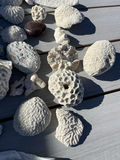 Coral And Shells - thumbnail 5 of 6