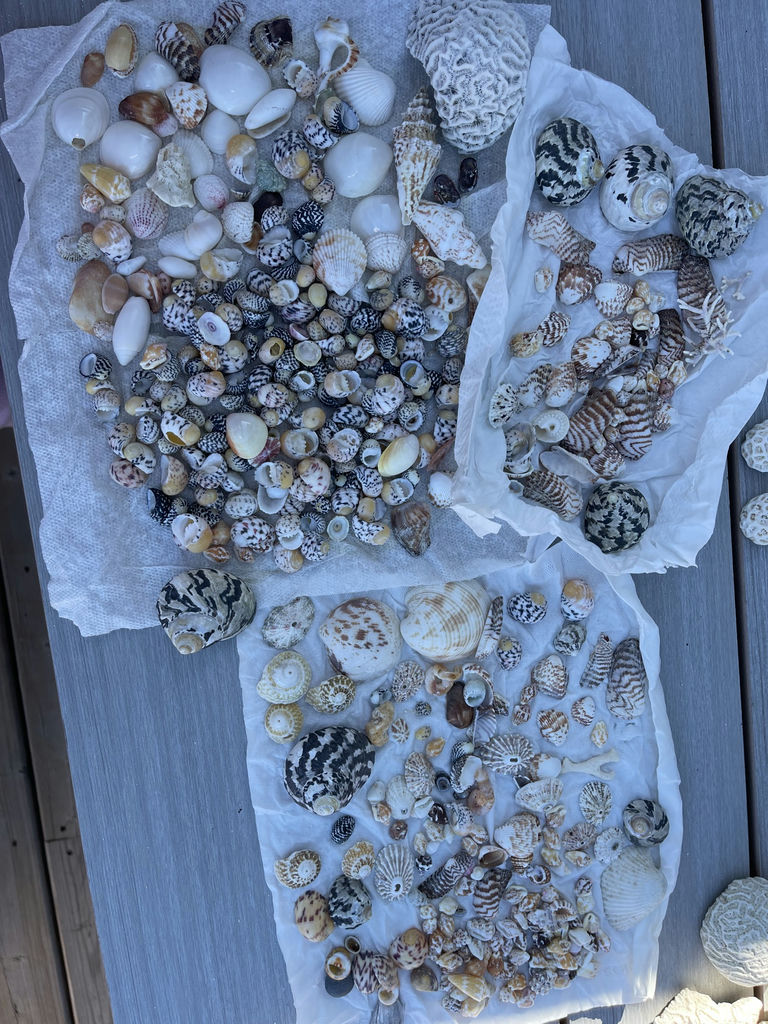 Little Shells - image 2 of 8