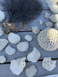 Coral And Shells - thumbnail 6 of 6