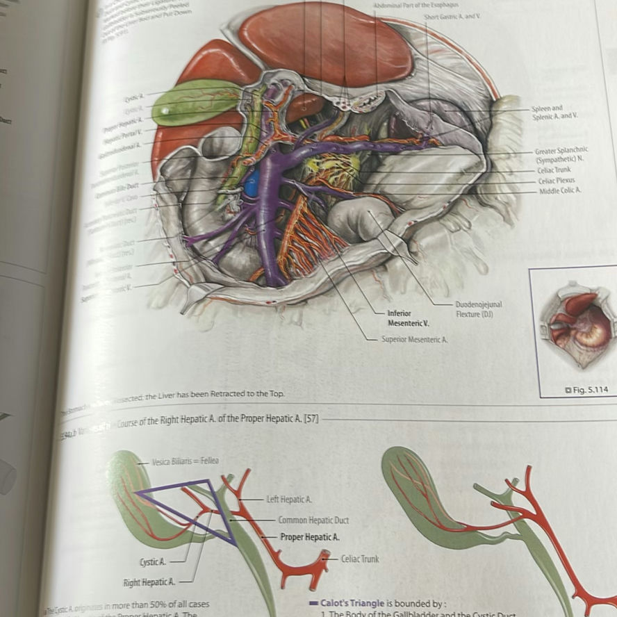 Atlas Of Human Anatomy - image 4 of 5