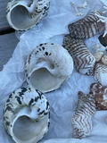 Little Shells - thumbnail 8 of 8