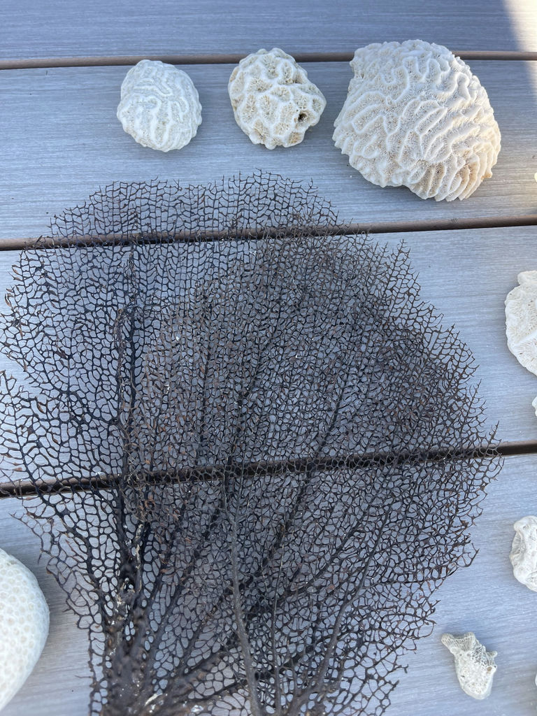 Coral And Shells - image 3 of 6