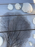 Coral And Shells - thumbnail 3 of 6