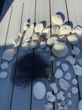 Coral And Shells - thumbnail 1 of 6