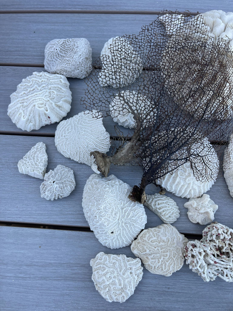 Coral And Shells - image 4 of 8
