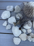 Coral And Shells - thumbnail 4 of 8
