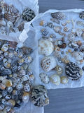 Little Shells - thumbnail 6 of 8