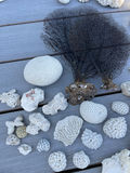 Coral And Shells - thumbnail 2 of 6