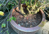 Large Outdoor Pots With plants - thumbnail 2 of 4