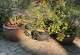 Large Outdoor Pots With plants - thumbnail 1 of 4