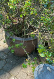 Large Outdoor Pots With plants - thumbnail 4 of 4