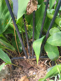 Black Metal Garden Trellis x2 - thumbnail 4 of 7