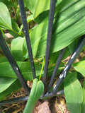 Black Metal Garden Trellis x2 - thumbnail 7 of 7