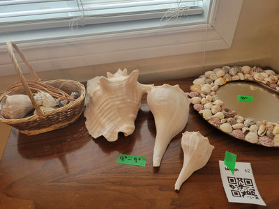 Sea Shells Collection and Shell-Decorated Mirror - Image 1 of 2
