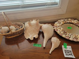 Sea Shells Collection and Shell-Decorated Mirror - thumbnail 1 of 2