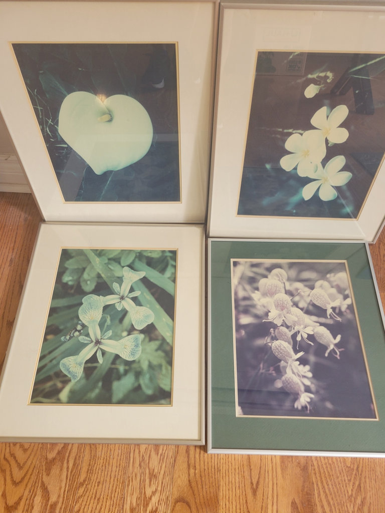 Framed Botanical Photographs - image 1 of 1
