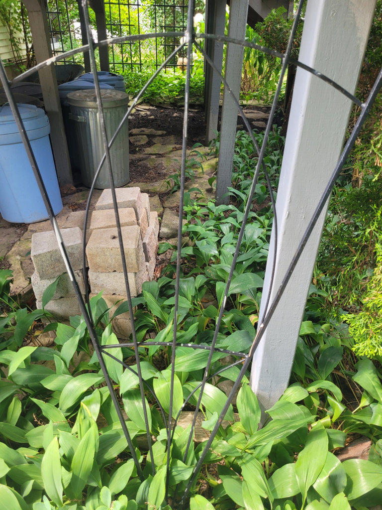 Black Metal Garden Trellis x2 - image 6 of 7