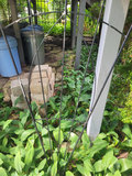 Black Metal Garden Trellis x2 - thumbnail 6 of 7