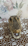 Genuine Alligator Head - thumbnail 2 of 3