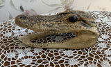 Genuine Alligator Head - thumbnail 3 of 3