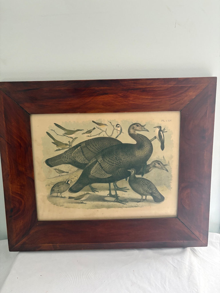 Beautifully Framed Audubon Print “The Wild Turkey”  - image 1 of 3